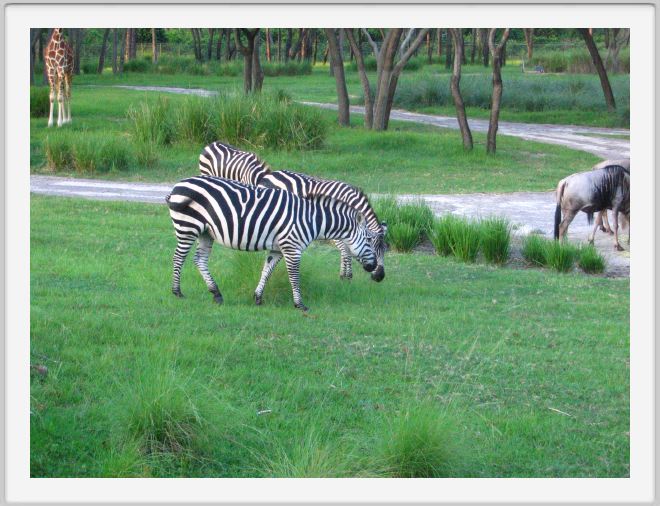 Florida 2005 - 390
