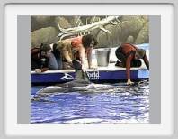 touching shamu
